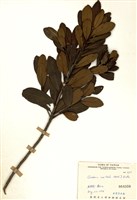 藏品(大頭茶)的圖片